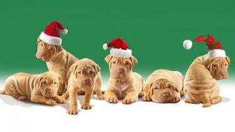 Christmas Dog Wallpaper Pictures Pics Photos Image Desktop