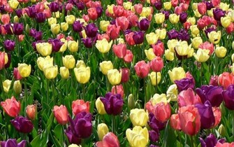 Wallpaper Spring Flowers