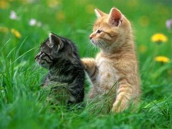Kitten Wallpaper Cats