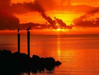 Pelicans Florida Keys Largo Usa Scenic Ocean And Landscapes