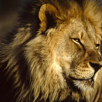 Lion Wallpaper With Es