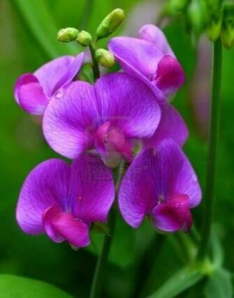 Sweet Pea Flower Wallpaper HD Quality