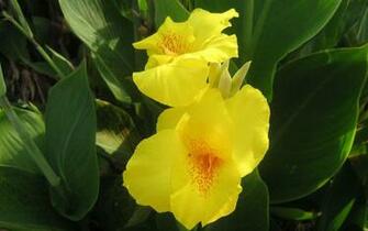 Exotic Flowers Wallpaper HD Image Pictures Of