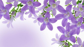 Lavender Flower Wallpaper