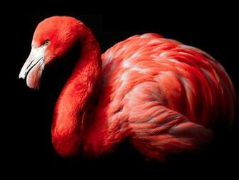 Wallpaper Flamingo Hintergrundbilder F R Den Desktop Computer