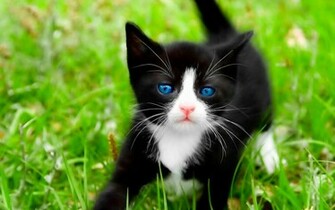 Black Cats HD Wallpaper Check Out The Cool