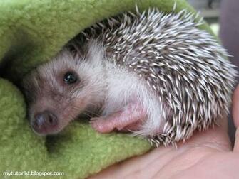 Cute Hedgehog Pet Baby