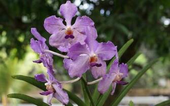 Orchid Wallpaper Beautiful Orchids In Widescreen
