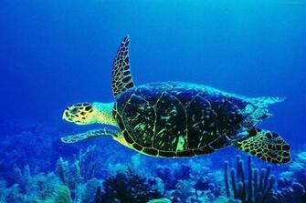Life Underwater Wallpaper Desicomments