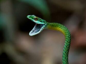 Year2008 Top Most Dangerous Black Mamba Snake Wallpaper In HD