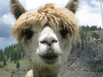 Lama Wallpaper Animal Hq Picture