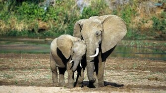 Cute Elephant Wallpaper New HD