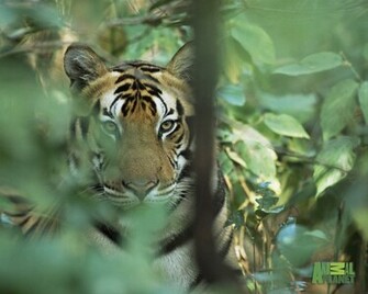 Animal Planet Wallpaper Tiger