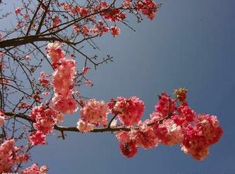 Online Kopen Wholesale Wallpaper Red Flowers Uit China