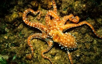 Octopus Wallpaper