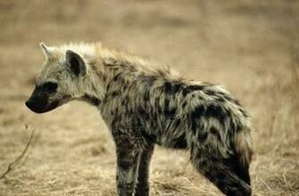 Hyena HD Desktop Wallpaper