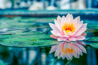 Reflection Leaf Nature Flower Water Lily 4k Ultra HD Wallpaper By Vasin Lee