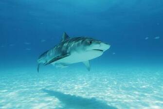 Tiger Shark Pictures And HD Wallpaper