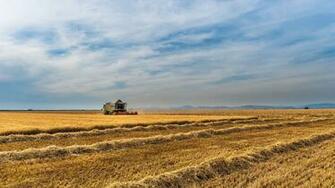 Wallpaper Field Farm Crop Crops 4k UHD