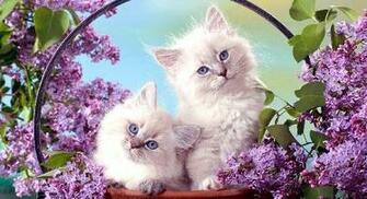 Snow White Kittens Big Cats And Small Dogs