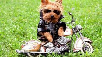 Pics Photos Funny Animal Dog Pictures HD Wallpaper Of