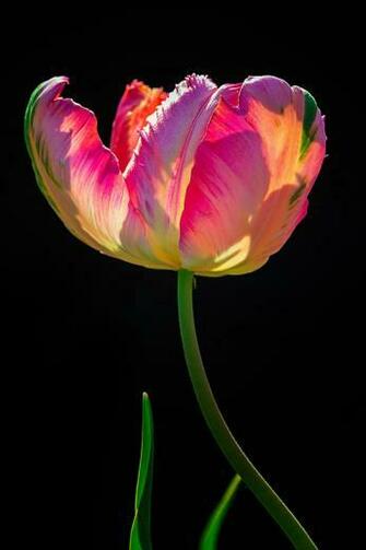 Backlit Tulip By Padma Inguva On 500px With Image Flowers