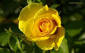 Yellow Roses Wallpaper HD Topwallpaper