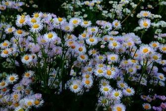 Spring Daisy Flowers Nature Pictures By Forestwander