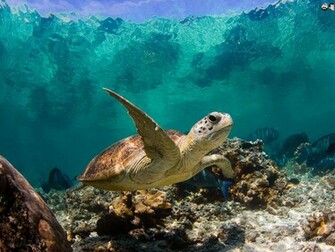 Aquatic Wallpaper