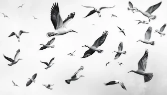 Black And White Bird Wallpaper
