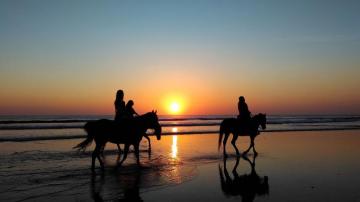 Evening Beach Horse Transparent Image Hq Mewallpaper