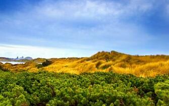 Windows Vista Genuine Wildscreen Wallpaper