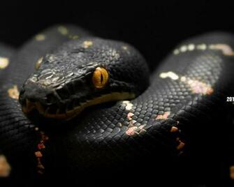 Cool Snake Wallpaper HD Ing Gallery