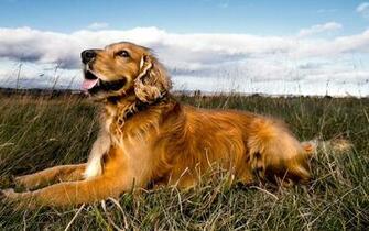 Golden Retriever Dog Pictures Desktop Background Picture For
