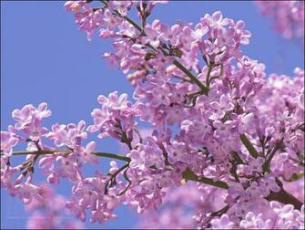 Flowers Image Lilac HD Wallpaper And Background Photos
