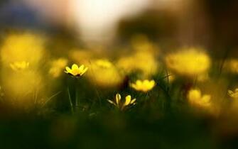 Macro Photography Wallpaper Yellow Flowers Stock