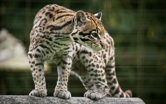 Animal Ocelot Wallpaper