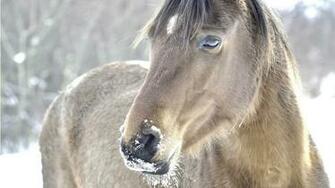 Horse Computer Wallpaper Desktop Background Id