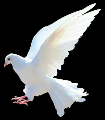Png Background Pigeon Transparent Dlpng
