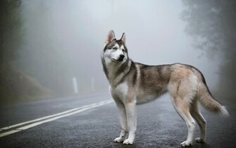 Siberian Husky Brown Computer Wallpaper Desktop Background
