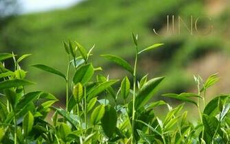 Green Tea Wallpaper