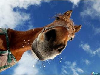 Animal Faces Windows Theme And Wallpaper All For