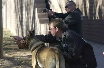 K9 Jpg