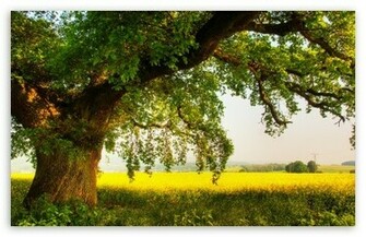 Oak Tree HD Wallpaper For Standard Fullscreen Uxga Xga Svga
