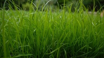 Green Grass Wallpaper