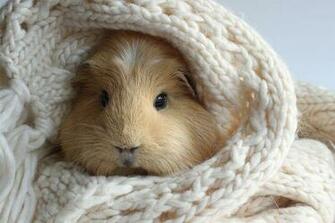 Guinea Pig Wallpaper Desktop