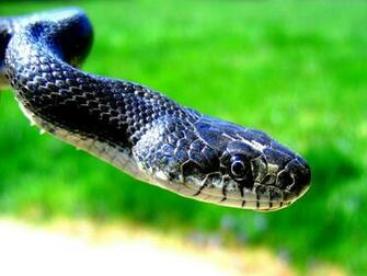 HD Wallpaper Of Blue Snake