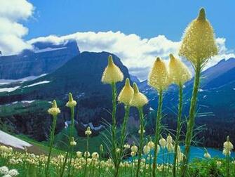 Beargrass National Park Montana Wallpaper