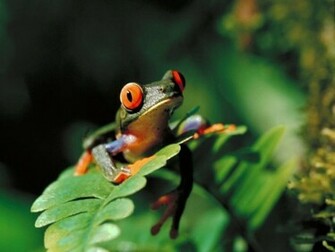 The Cuban Tree Frog Is Largest Of Four Species Ans