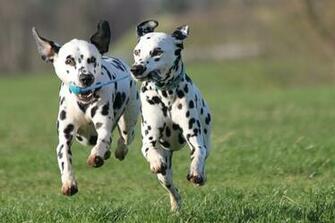 Dalmatians On The Farm Wallpaper